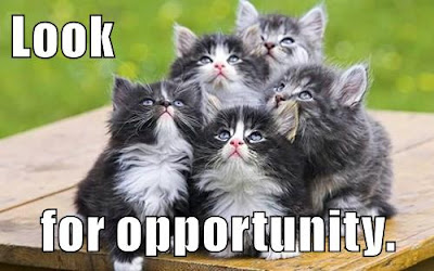 The image is of many black and white kittens bundled together and looking up towards the sky. They appear to be on a table, and there is grass in the background. On the image, there is text that says “Look for opportunity.”